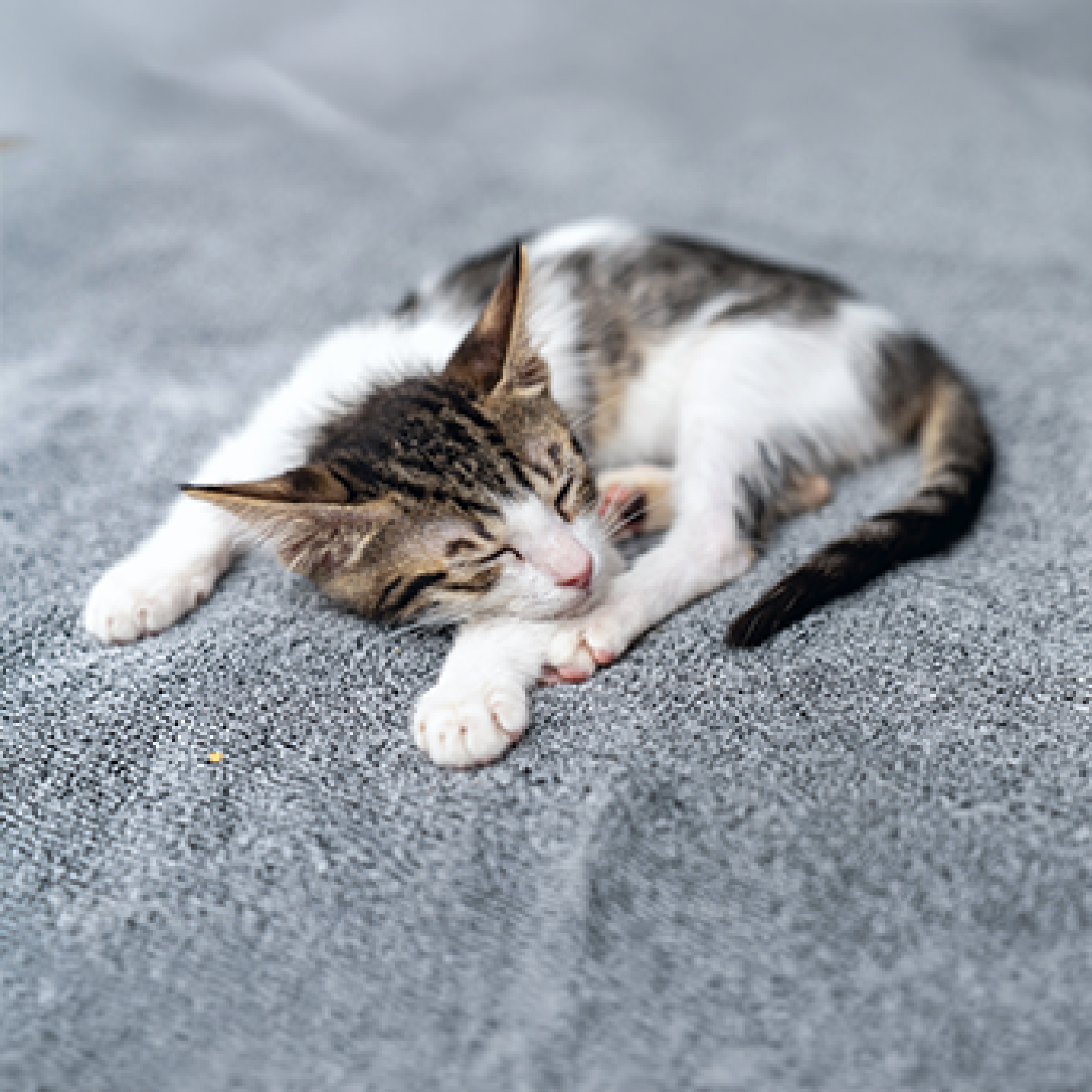 Gato bebe durmiendo.jpg